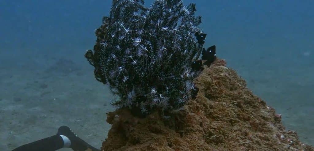 Fish hiding in a crinoid