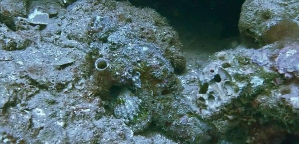 A stonefish camouflaged against the rocks