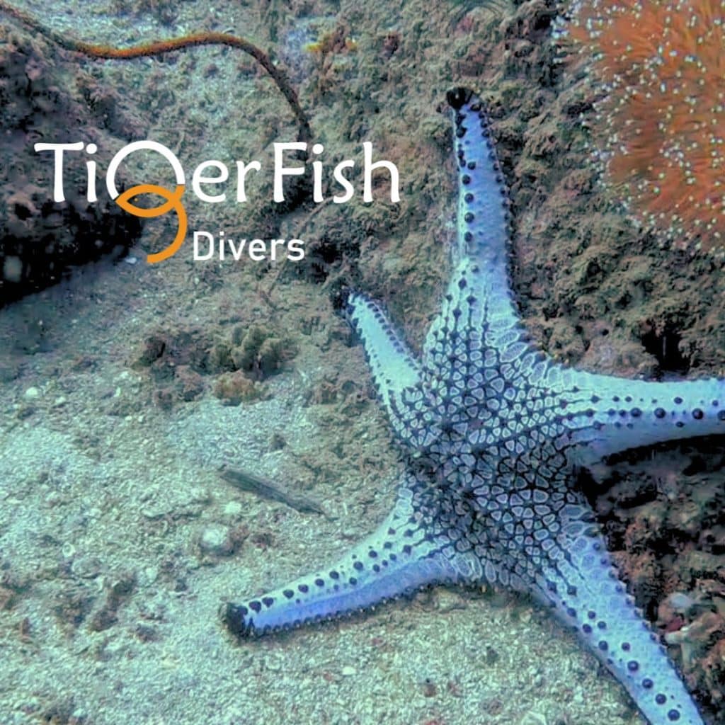 A starfish on the seafloor with the Tigerfish Diving Logo beside it.