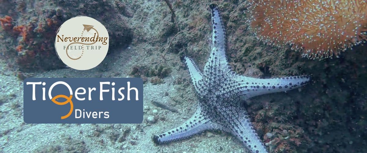 Starfish in the Cham islands