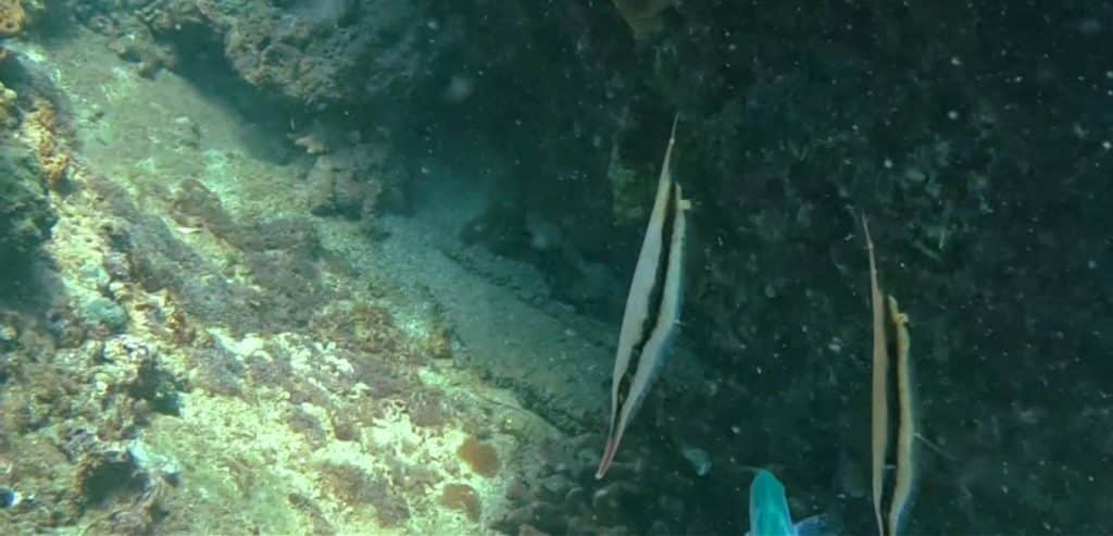 Razorfish swimming vertically
